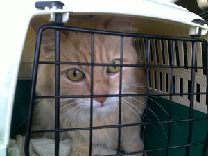 Cannelle-en-cage.jpg