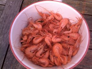 crevettes.jpg