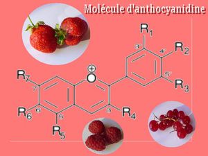 fdv_7_tiusha_anthocyanidine.jpg