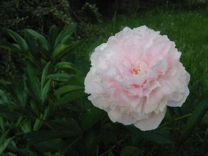 pivoines14.jpg