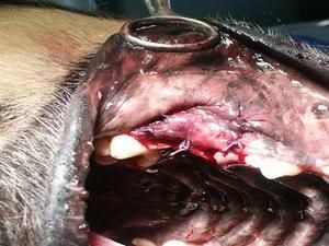 2--fistule-d.jpg
