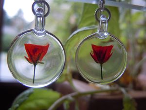 coquelicot