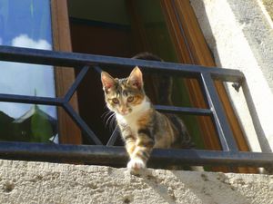 cat-chat-doubs-hyppolite.JPG