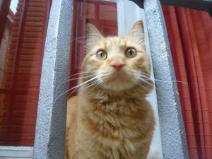 chat-cat-roux-aix.JPG