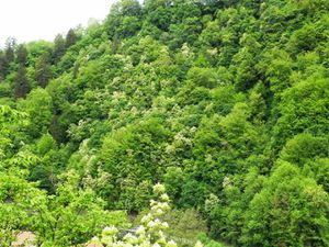 Colline-aux-frenes-a-fleurs.jpg