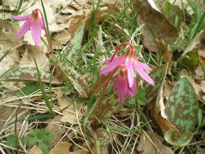 erythronium-dens-canis.JPG