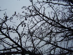 100_0899.JPG