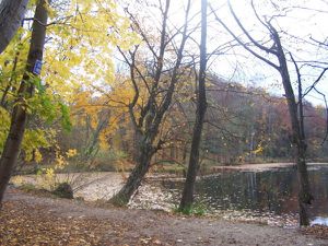 foret-vallin-11.08-061.jpg
