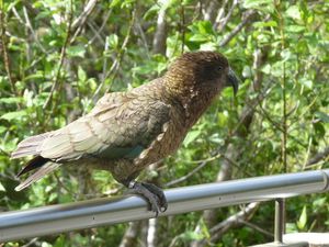 1-Kea-perroquet-end-JPG