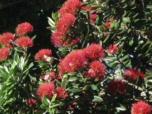 2-printemps-a-Auckland-Arbre-de-Noel-de-NZ--Metrosideros-.JPG