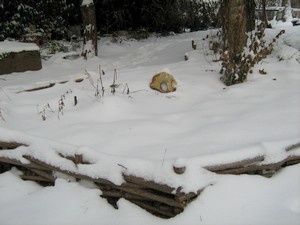 neige12 10 janv 10