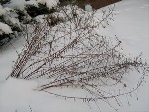 neige4 10 janv 10