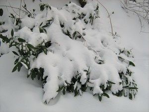 neige9-10-janv-10.jpg