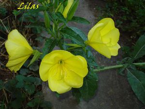 DSC03391-fleur.jaune