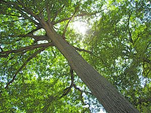 BOIS-ET-CHEMINS-DE-CHEZ-MOI 0786