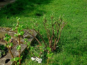 JARDIN-NOUVEAU 0225