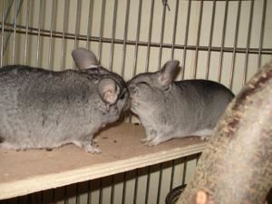 Te l'écrire... AMOUR-BISOU-HUMOUR-SOURIRE-IMAGE-CHINCHILLA