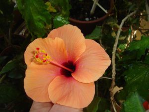 hibiscus-orange.JPG