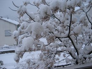 neige-a-Ales-08.03.2010-010.JPG