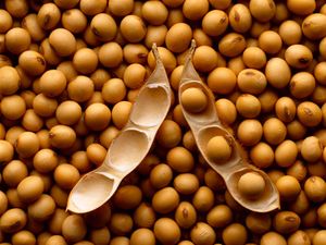 Grains soja