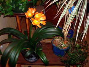 Clivia 2011 b