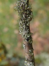 Lichens-1.jpg