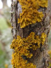 Lichens-2.jpg