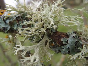 Lichens-3.jpg