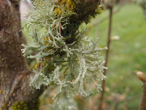 Lichens-4.jpg