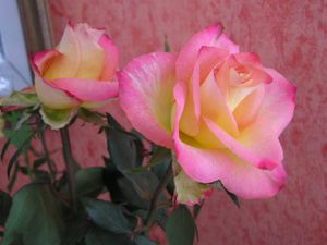 bouquet roses 01