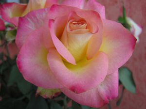 bouquet roses 02