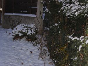 Jardin d'hiver 004