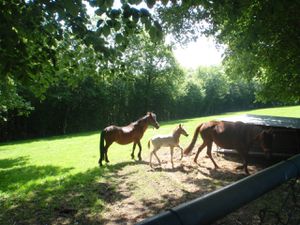 2013juinNormandie-054-copie-1.jpg