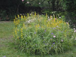 2012juin-la-roseraie-de-Berty-020.jpg