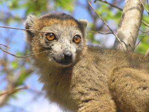 madagascar-lemurien-2 jpg