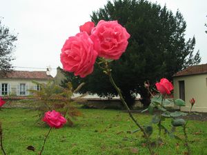 Roses-Ma-maison---PSDP.JPG