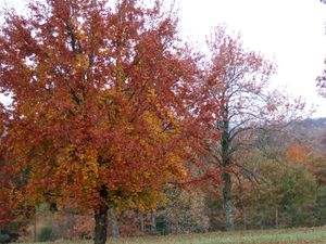 2010 1105Marly0015