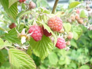 framboises 24 mai