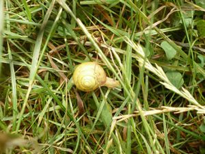 escargot jaune