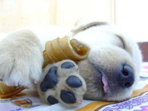 chiot-dodo.jpg