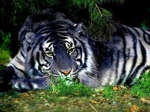 tigre-bleu-du-Fujian.jpg