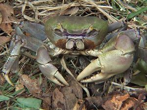 crabe-20de-20terre.jpg