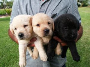 Cachorros-Perro-Labrador--05-.jpg