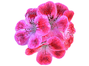 geranium.png