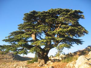Cedre_du_Liban_Barouk_2005.jpg