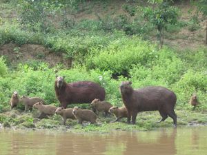 Capybara_Bolivie.jpg