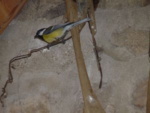 cluny-avril-2010-204.jpg