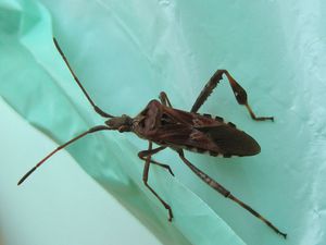 Leptoglossus occidentalis