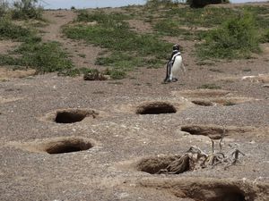 Punta tombo (08)