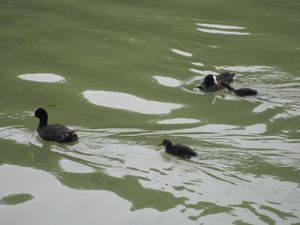 Parc-de-Sceaux 0964